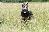 BOUVIER DES ARDENNES 025